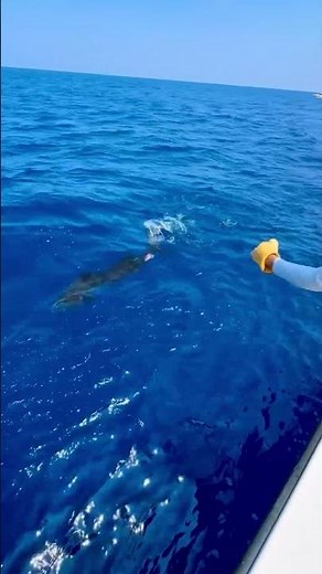 Florida Sailfish Chaos with Fish Circus 🎪🐟