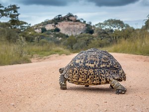 leopard-tortoise