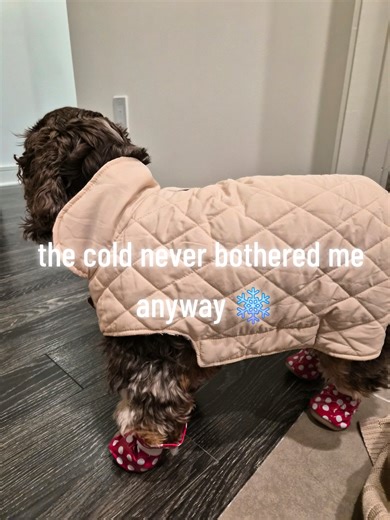 Elsa or Minnie Mouse? ❄️🐶🐭 #dog #dogboots #winterstorm #teamwork #fyp