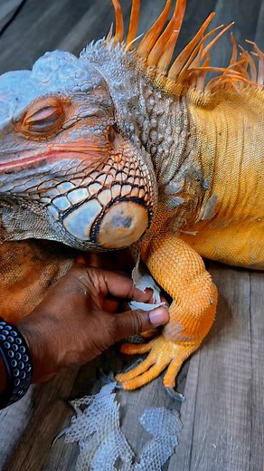 Lee Mitchell on Instagram: "SO SATISFYING IGUANA SHEDDING! Unboxing an iguana leg #lizard #exoticpets #reptile #iguana #pet ##pets #animals #petlovers #petstagram #petsofinstagram #RocketThelguana #asmr #satisfying #satisfyingvideo #reptilesofinstagram #cuteanimals"