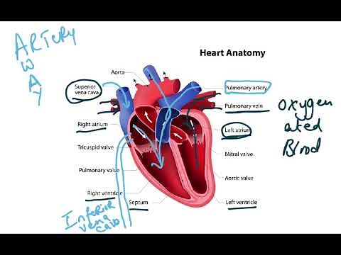 5090 ch 11 transport in humans 11.1 and 11.2