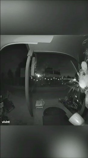 Caught on Camera: Mouse at the Front Door 🐭