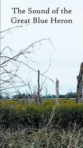 Blue Heron Soars Through Tall Grass – Hear Its Amazing Call!