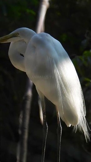 Graceful Great Egret Standing Still Stunning White Bird in Nature