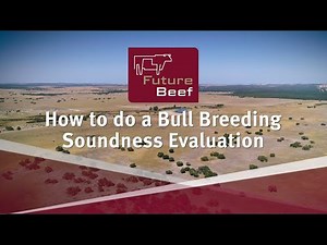 Bull breeding soundness evaluation