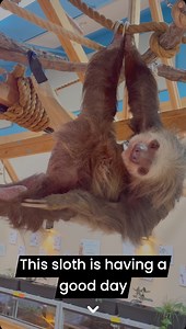 Sloth at the Cheyenne Mountain Zoo #zoo #sloths #sloth | In The Loop