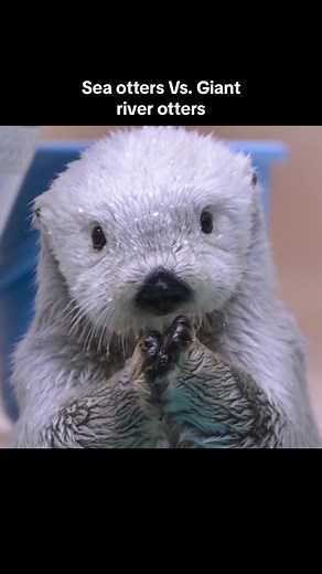 Giant river otters are terrifying..don't like them at all #カワウソ #해달 #seaotter #seaotters #fyp #foryoupage #ラッコ #foryou #marinebiology #aquarium