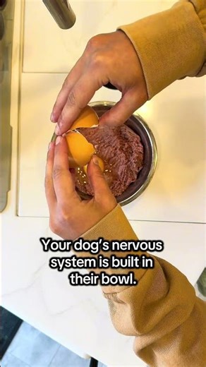 The Missing Link in Dog Behavior: Gut Health & the Nervous System