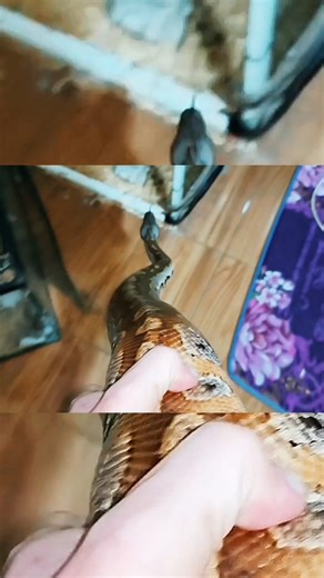 Taufan "Bigguy" Azhari on Instagram: "Waktunya Masuk Kandang si Piton Gendut Selesai MUKBANG 20 Ekor Tikus Mencit BRONGERSMAI Blood Python Video lengkapnya bisa dilihat di Youtube Kedai Jelajah Rasa 'ULAR PITON GENDUT MUKBANG 20 Ekor Tikus Mencit BRONGERSMAI Blood Python Mouse Feeding Time Full 1Jam' #reptil #peliharaan #brongersmai #sweetbeestorephoto #sweetbeepetscorner #pet #pets #corner #love #animal #animals #snake #phyton #brongersmaipython #reticulatus #bloodpythons #rats #tikusmencit #ho