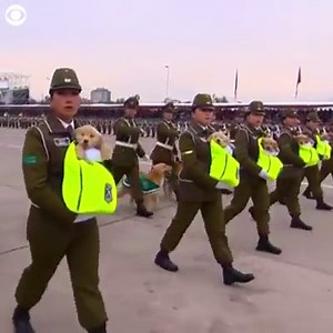 235K views · 110 shares | WATCH: Soldiers and police officers marched in Chile's annual military parade on Wednesday... but these pups in pouches were the stars! The golden retriever puppies, adult golden retrievers and labradors are part of the national police canine unit. | CBS Newspath | Facebook