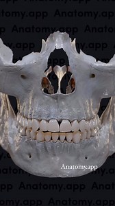 Les os de la Face du crane / The viscerocranium💀 Mandibule, os maxillaires, malaires, os palatins, vomer... ils constituent l'orbite osseuse, les machoires et les fosses nasales. video: anatomy.app #anatomie #3d #anatomy #osteopathie #ostéo #crane #skull #maxillaire #maxilla #mandibule #mandible #zygomatic #nasal #dents #teeth | François Albaranes Ostéopathe D.O.