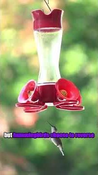 The Only Bird That Flies Backwards: Hummingbird Secrets Revealed