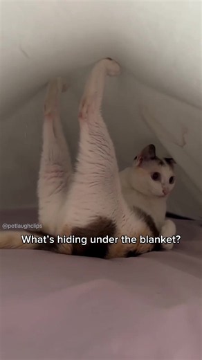 Cats Hiding in the Weirdest Places Funny Cat Compilation