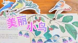 【立体书】birds in a book 色彩斑斓的鸟类