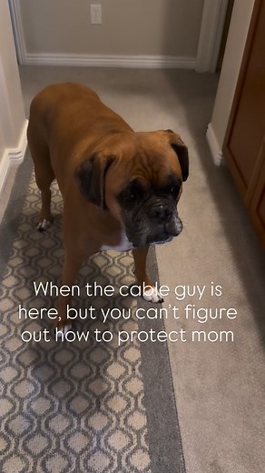 3.6K views · 82 reactions | !  #funnydogs #funnydogvideos #boxer #boxerdog #boxerpuppy #boxerlove #boxerlife #boxergram #boxeraddict #boxerdogs #dogsofinstagram #dogstagram #dogslife #viralvideos #viralreels #puppies #puppiesofinstagram #cutedogs #funny #laughs #puppylife #puppylove #puppygram #funnyvideo #funnyreels #boxeroftheday #bóxer #hilarious #goodvibes #myboy | Myboxerdrake | Facebook