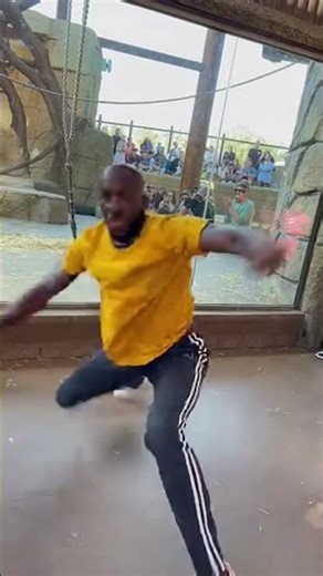 Chimpanzee Thrilled by Breakdancing Moves! 🐒🕺 #Chimpanzee #Breakdancing #Zoo