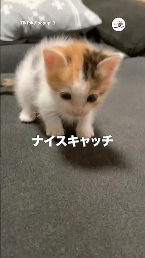 コロコロ転がる子猫｜PECO