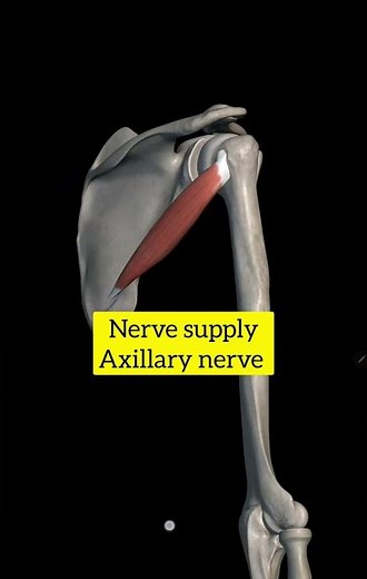 teres minor muscle with origin insertion Nerve supply actions #shouldermuscles #anatomy #3danatomy