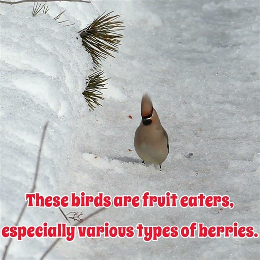 Song of The Bohemian Waxwing 🍒❄ Winter Songbirds ❄🍒 Generosity