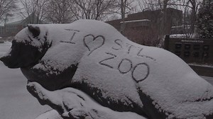 199K views · 4.5K reactions | The Zoo may have been closed to the public on Saturday, but essential members of our staff were here, including our animal care staff. For our animals it was just another day, but with a lot of snow! Take a look at some of our animals enjoying the fresh snowfall, including our grizzly bears, takin, red pandas, camels, snow leopard and birds. | Saint Louis Zoo | Facebook
