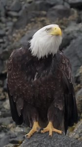 The eagles are in full nesting mode and times are tough in southeast alaska #eagle #eagles | Bald Eagle