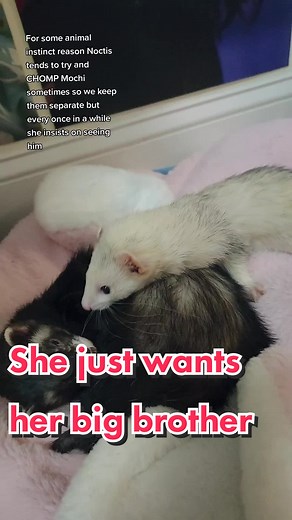 Heartwarming Ferret Kisses and Snuggles: A Love Story 💖