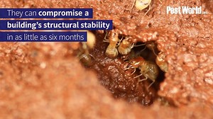 14 reactions · 75 shares | It's termite season! Learn more about these destructive pests, which cause an estimated $5 billion in U.S. property damage every year. | PestWorld | Facebook