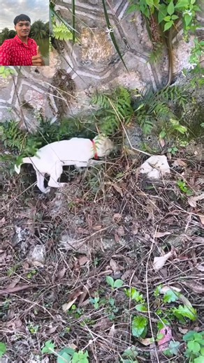 Dog chasing snake #dog #reels #video #snake | Raty Soy