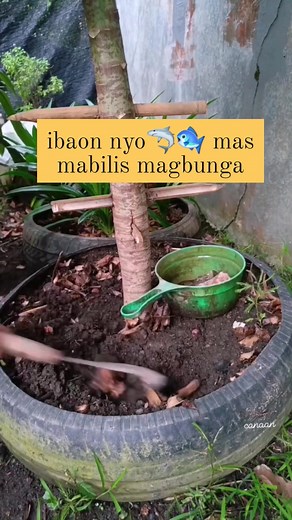 Fish amino acids represent a sustainable and effective approach to enhancing plant nutrition, promoting soil health, and improving crop productivity. Their rich composition of essential amino acids, peptides, vitamins, and minerals makes them valuable supplements for plant growth and development. #fblifestyle #fypシ #fypシ゚viralシ #sustainableliving #holidayseason #Christmas #gardeningtips #FAA #organic #farmlife #Halloween #gardening #highlightsシ゚ | Canaan All in One Fertilizer Original Direct Sup