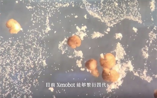 人造生命体Xenobot能够自我繁殖，人类造出了人造生命体，未来生命形式改变了。