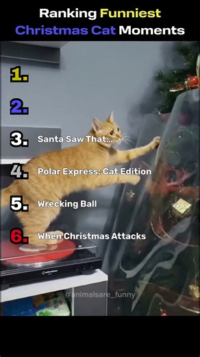 Ranking Funniest Christmas Cat Moments