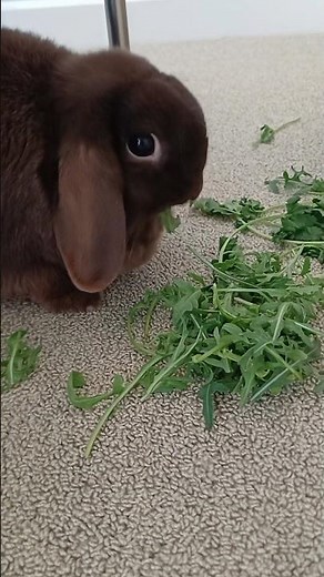What bunnies should eat in a day, a visual guide 🐰💚