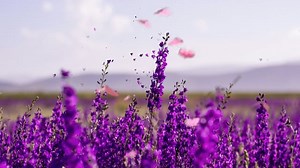 꽃들 자주색 라벤더 - Free video on Pixabay