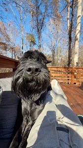 Do your dogs get jealous of each other? | Giant Schnauzers Of IG