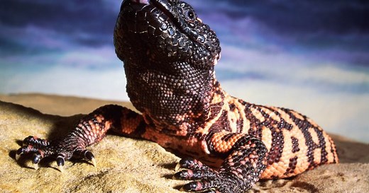 Ozempic: How a Canadian scientist and a venomous lizard paved way for popular diabetes drug