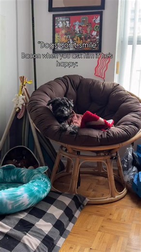 My happy boy - #schnauzer #cutedog #happydog #funnydog #schnauzerlife | Bacon the Doggers