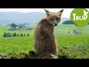 Fuchsjagd (Folge 35) | Tiere bis unters Dach