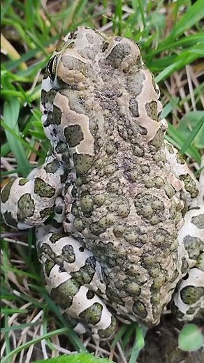 The Masking Supermaster. Frog disguise. #animals #wildlife