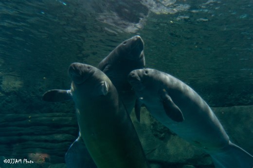 Three Orphaned Manatees Have Arrived in Cincinnati Zoo’s Manatee Springs - Cincinnati Zoo & Botanical Garden