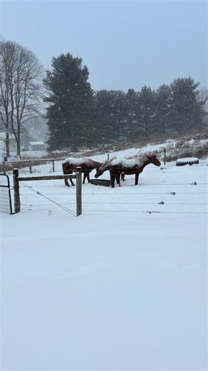 Well insulated ponies #mustang #sorrelmare #trailridersoftiktok #redroan #chestnutmare