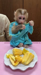Monkey Titas Testing Jadckfruit a Lon | Monkey TV