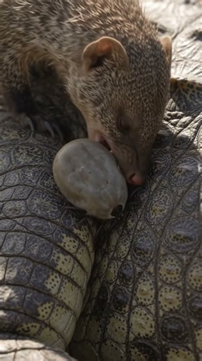 Mongoose Pulls a HUGE Tick From Between a Crocodile’s Scales!
