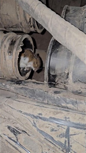 The death of Mickey mouse.