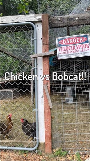 Bobcat vs Chicken