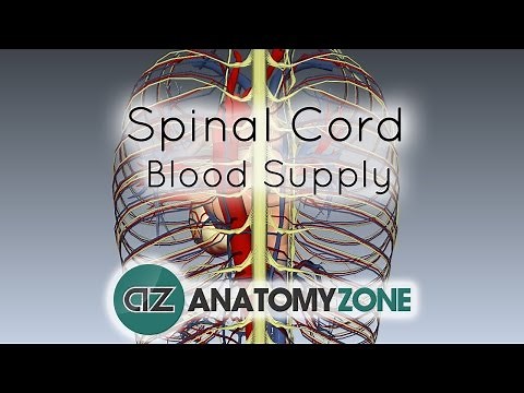 Spinal Cord Anatomy - Blood Supply - 3D Anatomy Tutorial