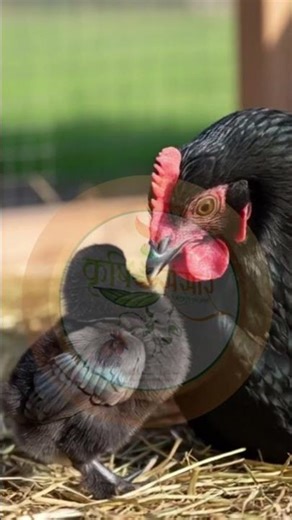 Australorp Chicken – The Egg Machine Breed! 🥚🐔🔥 || Australorp Chickens Everything You Need To Know