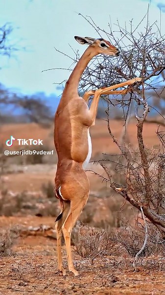 Discover the Long-Necked Gazelle Antelope of East Africa