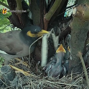 Myna bird is feeding her baby something very big | Review Bird Nest