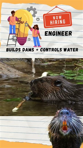 This Animal Builds Like an Engineer 🦫 Beaver = Engineer