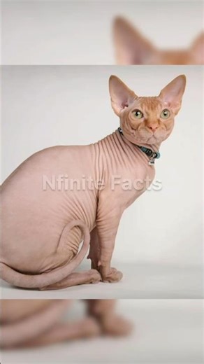 How Would These Animals Look Without Fur?